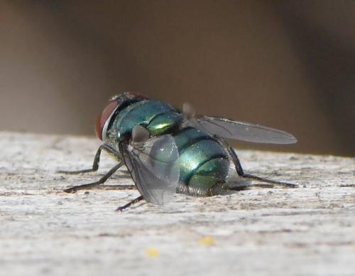 Réf. 241 426 : Chrysomya albiceps
